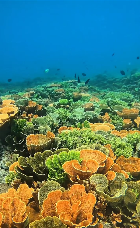 Accueil karimunjawa2